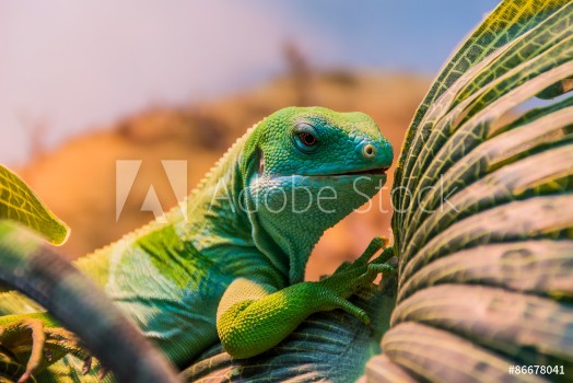 Bild på Fiji banded iguana